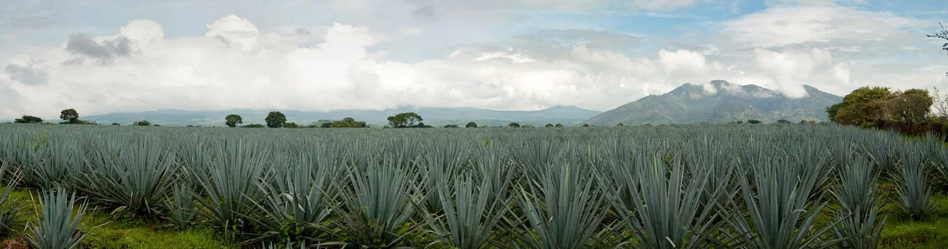 Vista destacada de FIN DE SEMANA EN TEQUILA