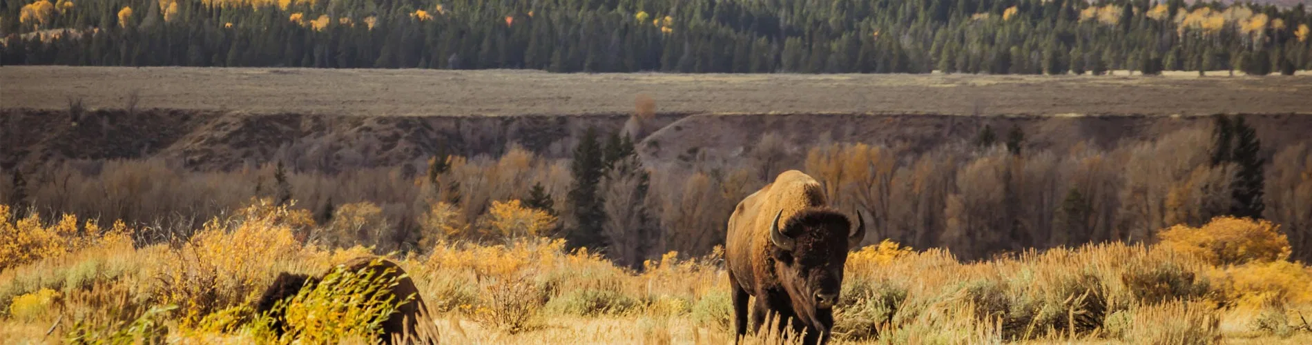 Vista destacada de NATURALEZA EN EL OESTE AMERICANO 2026