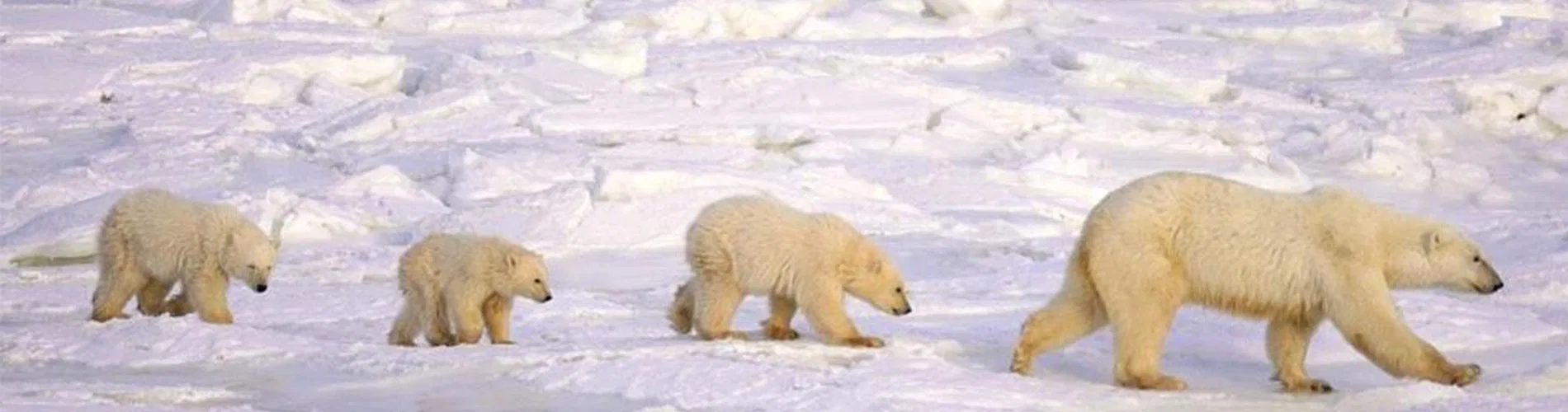 Vista destacada de OSOS POLARES EN CHURCHILL CANADÁ 2026-2027