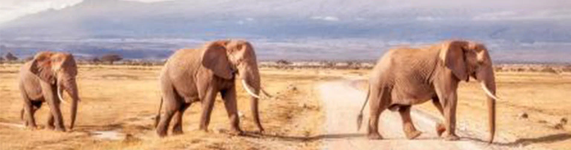 Vista destacada de SAFARI EN KENIA COMPLETO 2026