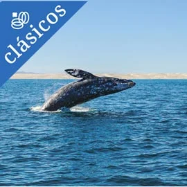 Imagen de VIÑEDOS, MISIONES Y AVISTAMIENTO DE LOBOS MARINOS EN BAJA CALIFORNIA