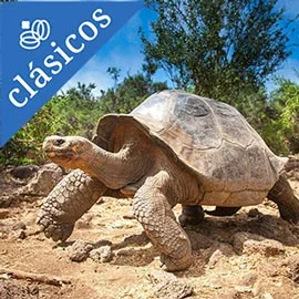 Imagen de TRIÁNGULO DE ORO CON GALÁPAGOS