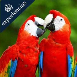 Imagen de GUACAMAYAS, MONTES AZULES Y ARQUEOLOGÍA