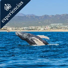 Imagen de LA PAZ Y AVISTAMIENTO DE BALLENA 2027- BLOQUEOS