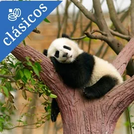 Imagen de CHINA Y CHENGDÚ: TIERRA DEL OSO PANDA
