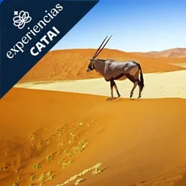 Imagen de PINCELADAS DE NAMIBIA