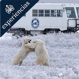 Imagen de OSOS POLARES EN CHURCHILL CANADÁ 2026-2027