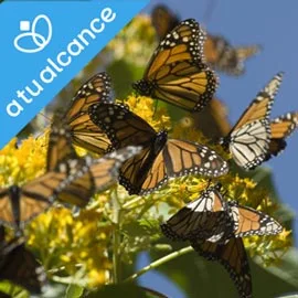 Imagen de MORELIA Y MARIPOSA MONARCA