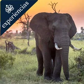 Imagen de MARAVILLAS DE SUDÁFRICA 2026