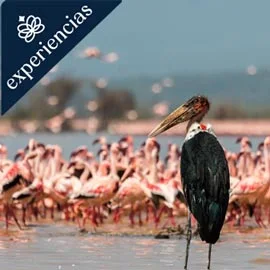 Imagen de JOYAS DE KENIA 2026