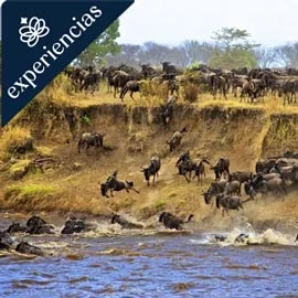 Imagen de TIERRAS DE TANZANIA, SIMBA LODGES 2026