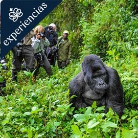 Imagen de UGANDA, LA PERLA DE ÁFRICA 2026