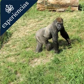 Imagen de SAFARI EN RUANDA 2026