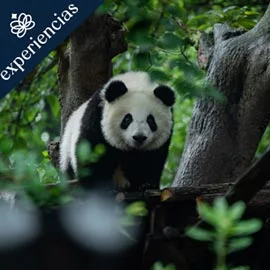 Imagen de CHINA FUTURISTA Y OSOS PANDA