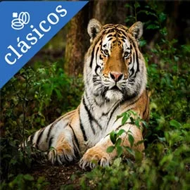 Imagen de TIGRES Y PALACIOS