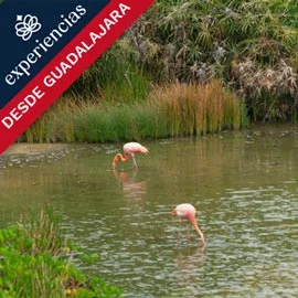 Imagen de ISLAS GALÁPAGOS DESDE GUADALAJARA